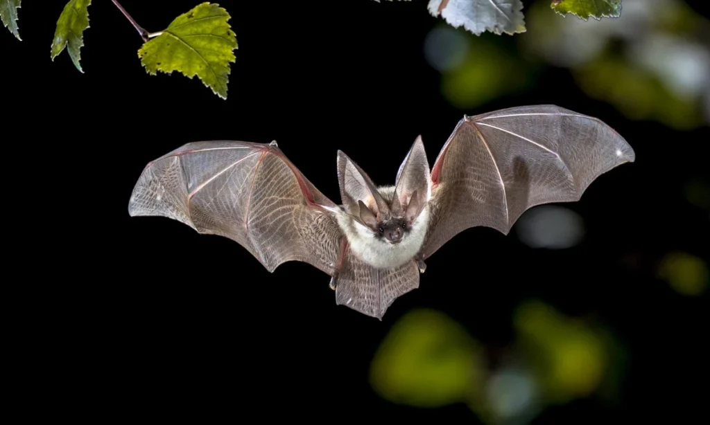 bat-totem-and-spirit-animal-meaning