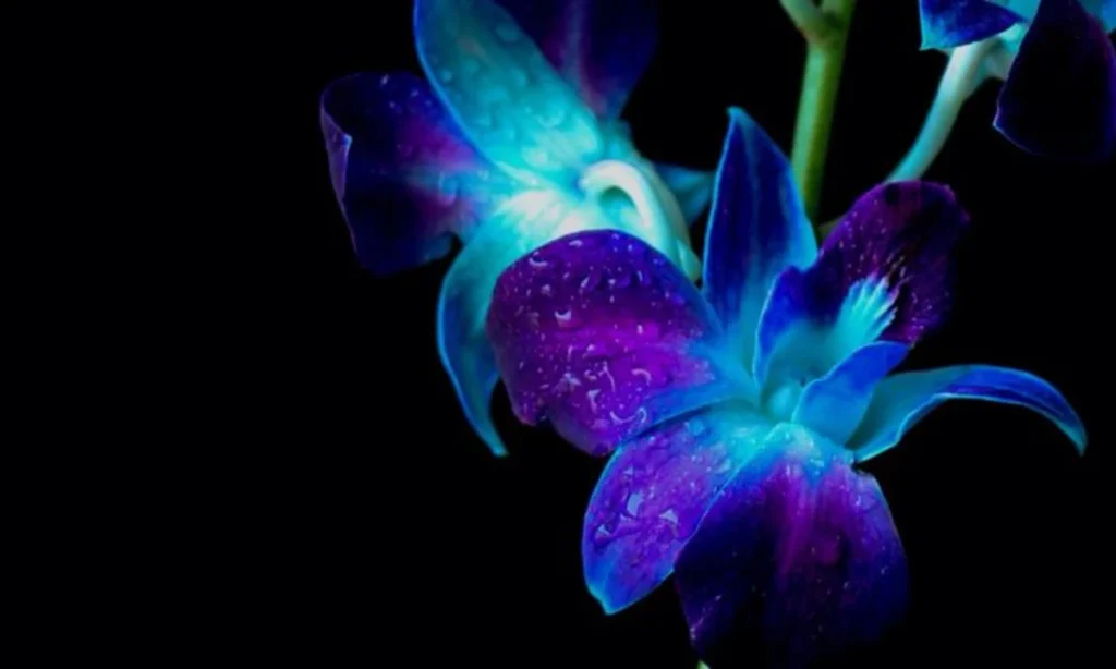 blue-orchids-rarity-and-uniqueness