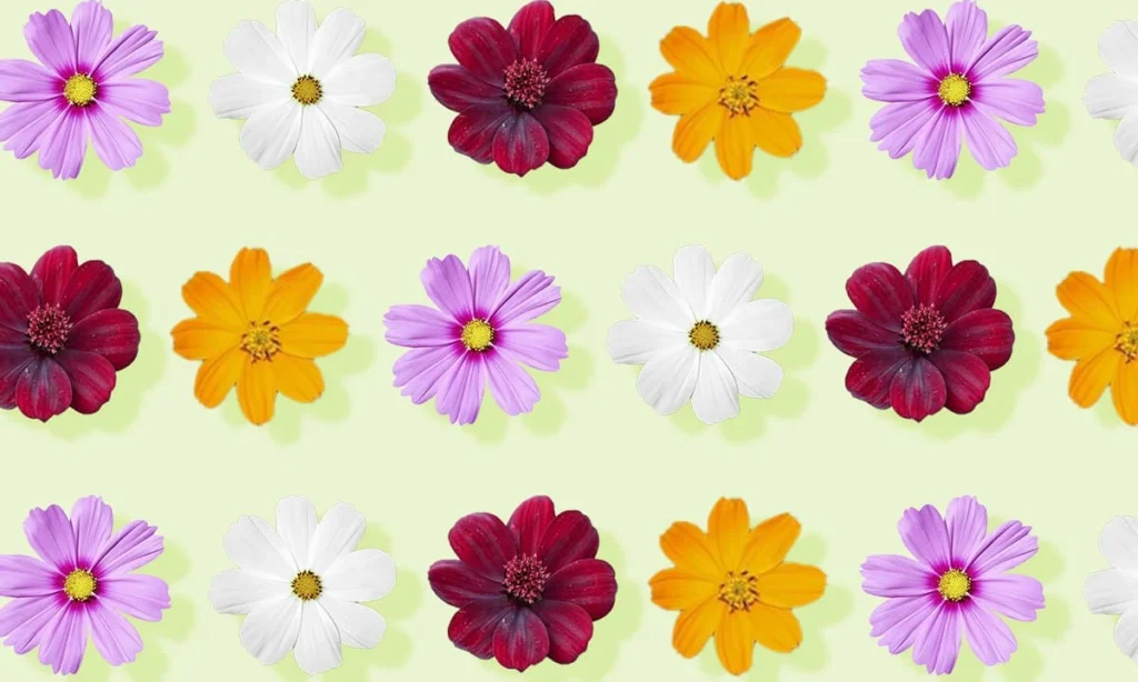 cosmos-flower-color-meanings