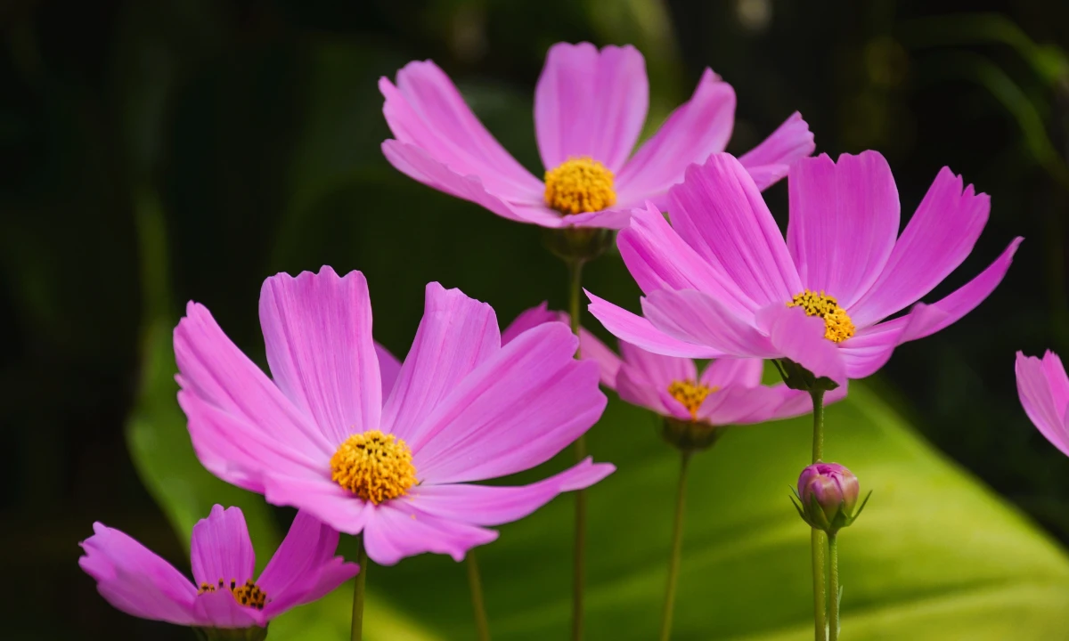 cosmos-flower-meaning