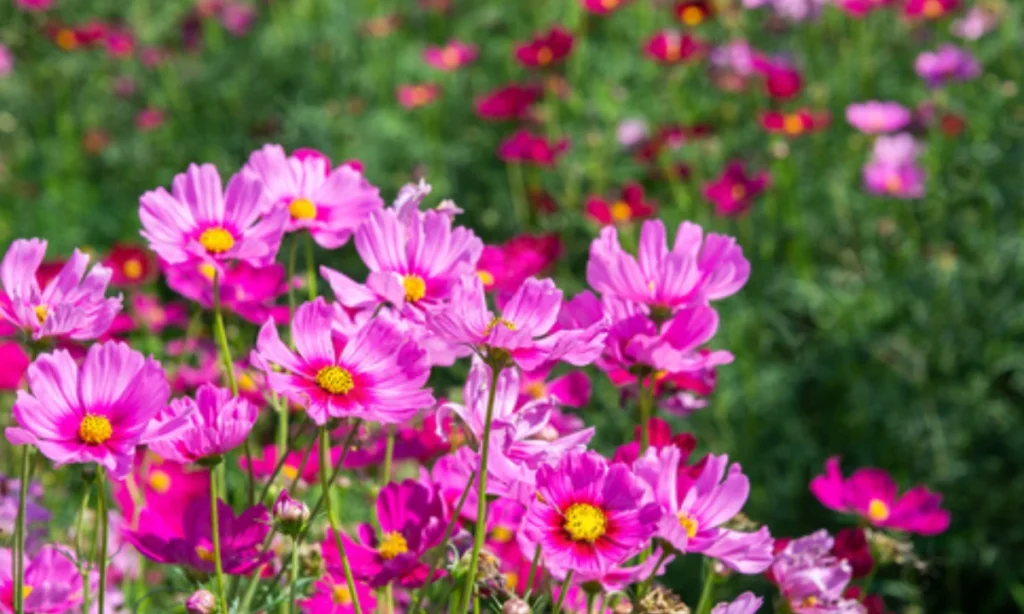 cosmos-flower-symbolism