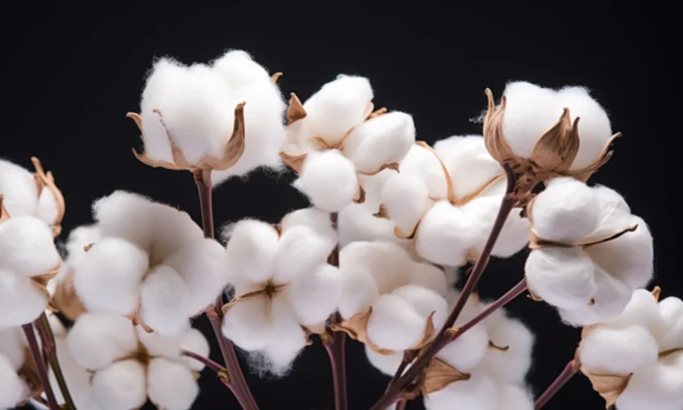 cotton-flower-meaning-symbolism