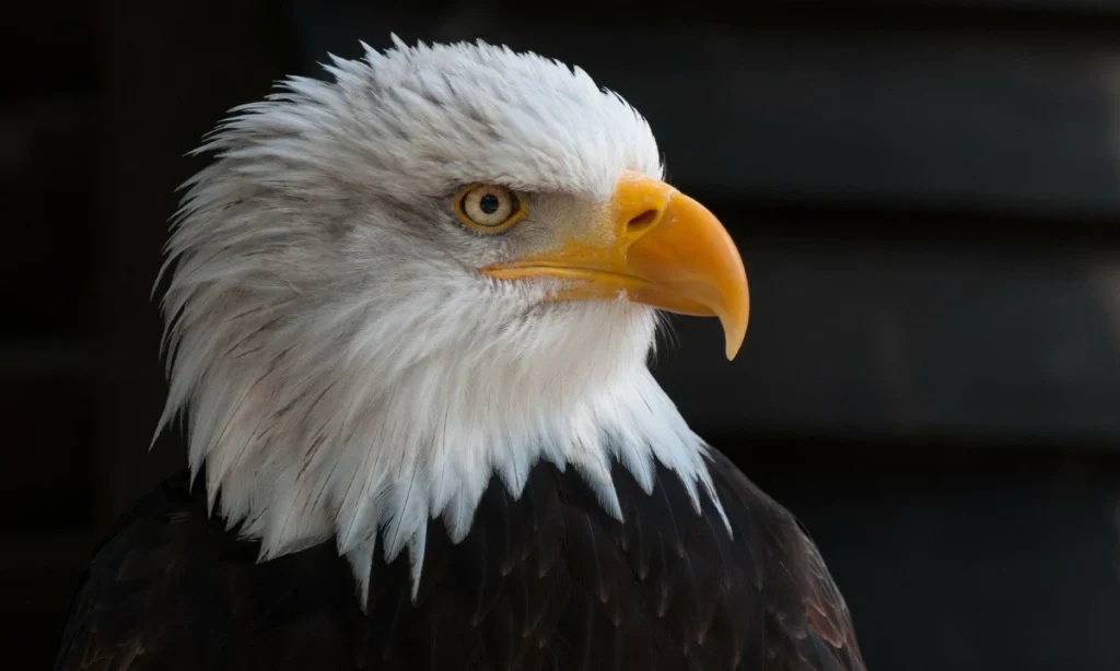 eagle-totem-spirit-animal