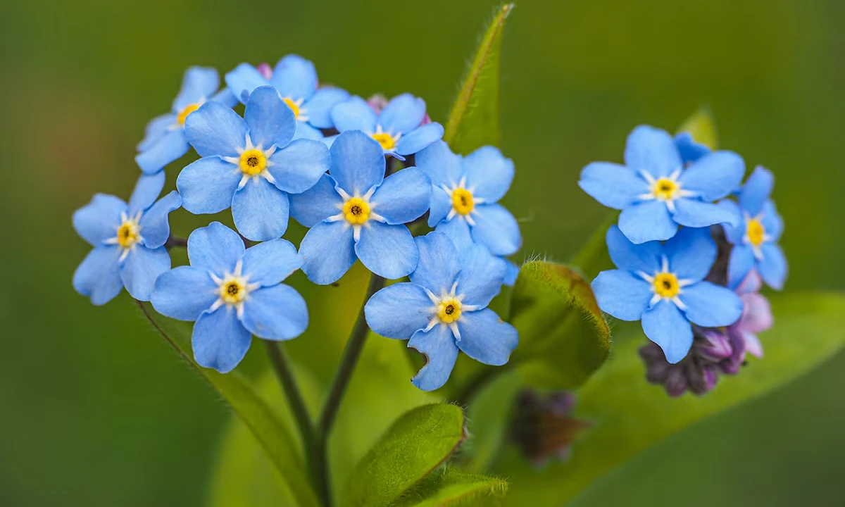 forget-me-not-flower-symbolism