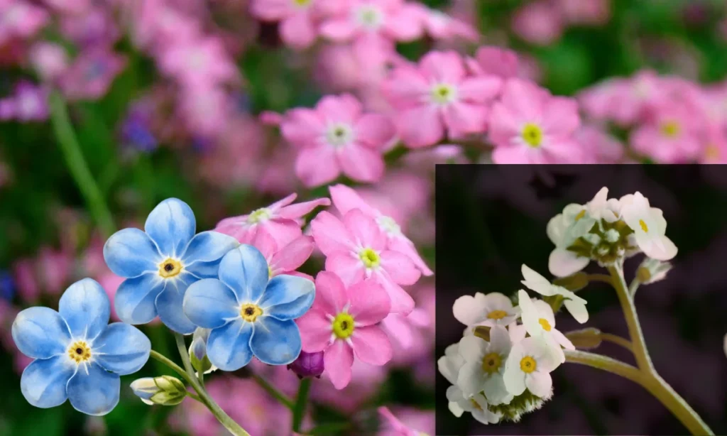 forget-me-not-varieties
