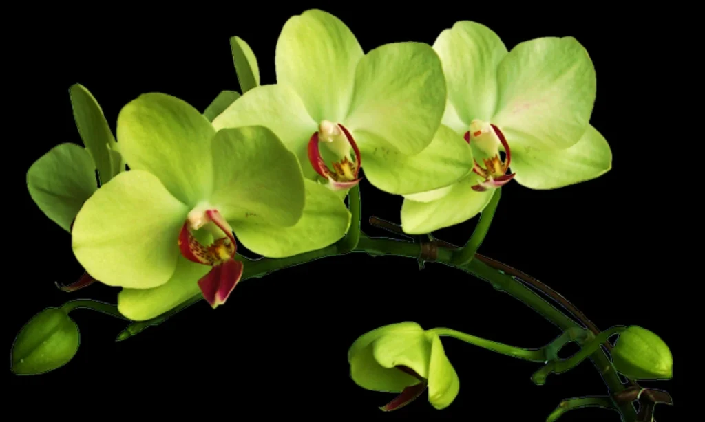 green-orchids-nature-and-renewal