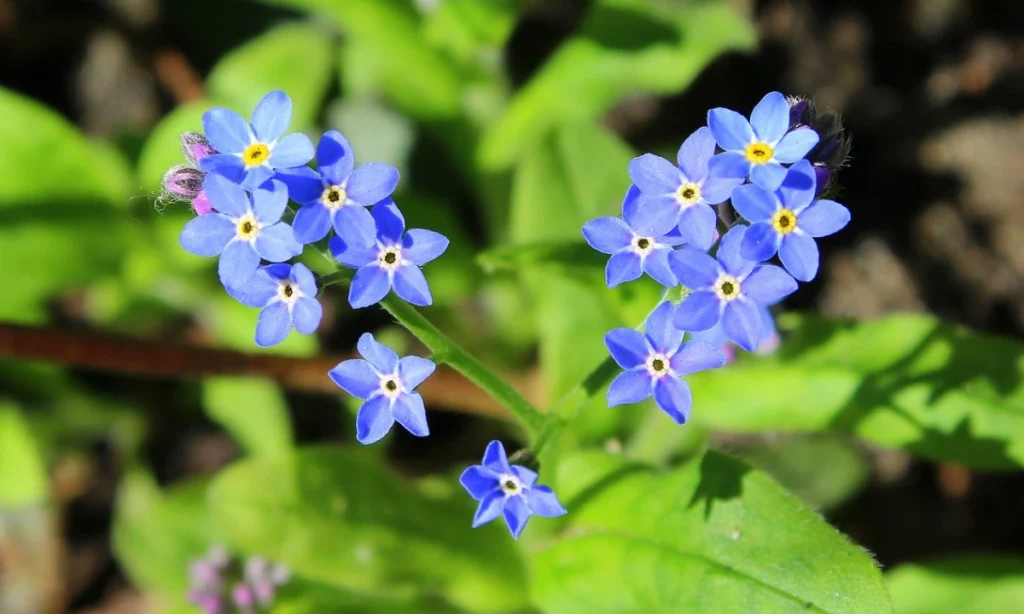 growing-and-caring-for-forget-me-nots
