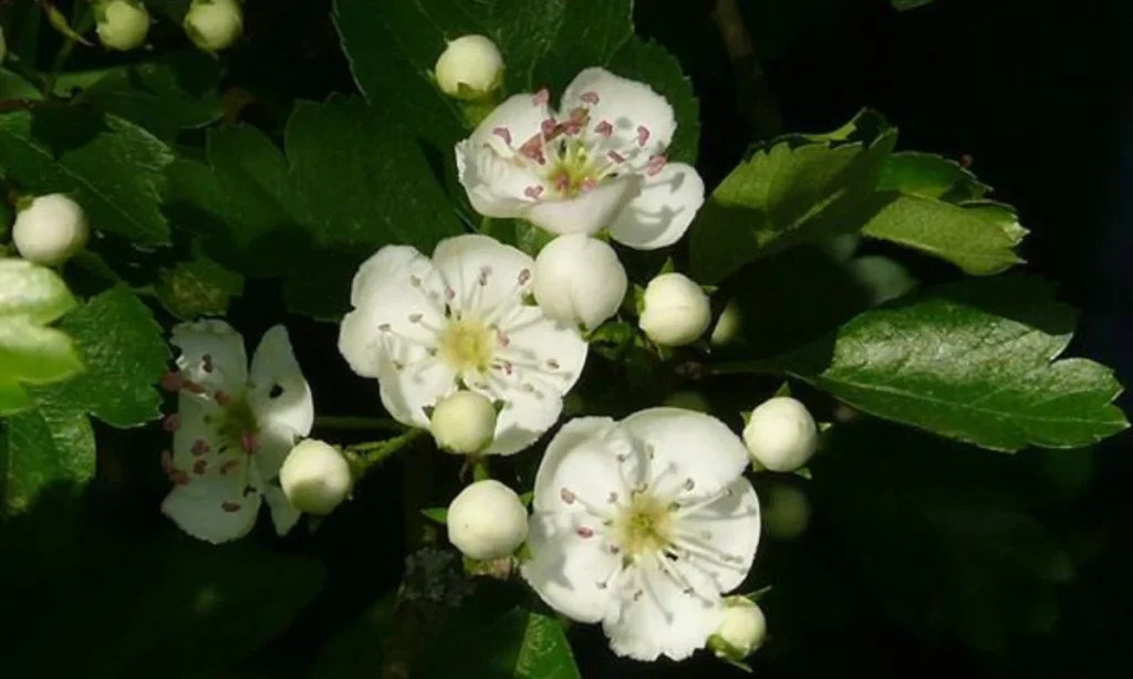 hawthorn-mays-second-birth-flower