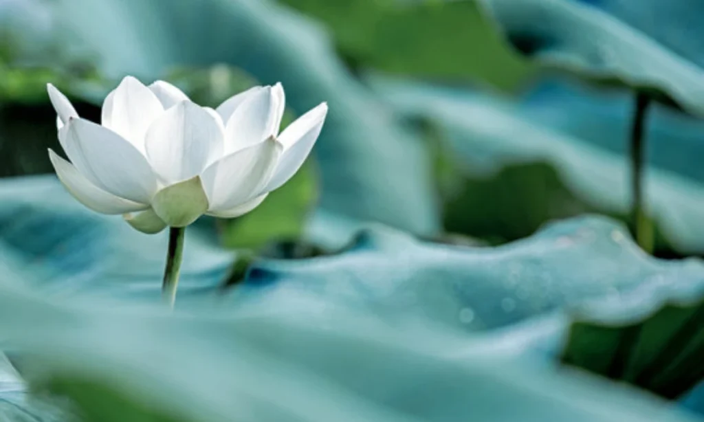 is-a-white-lotus-a-water-lily