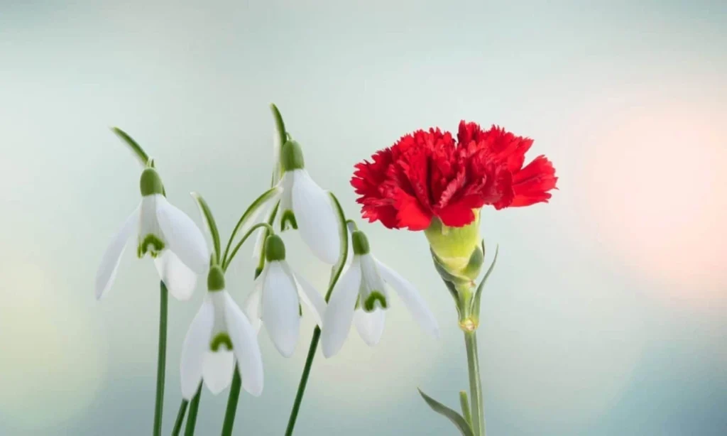 january-birth-month-flowers-carnation-and-snowdrop