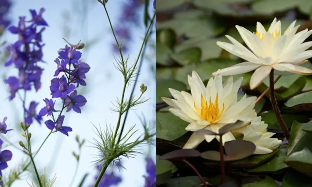 july-birth-flowers-larkspur-and-water-lily