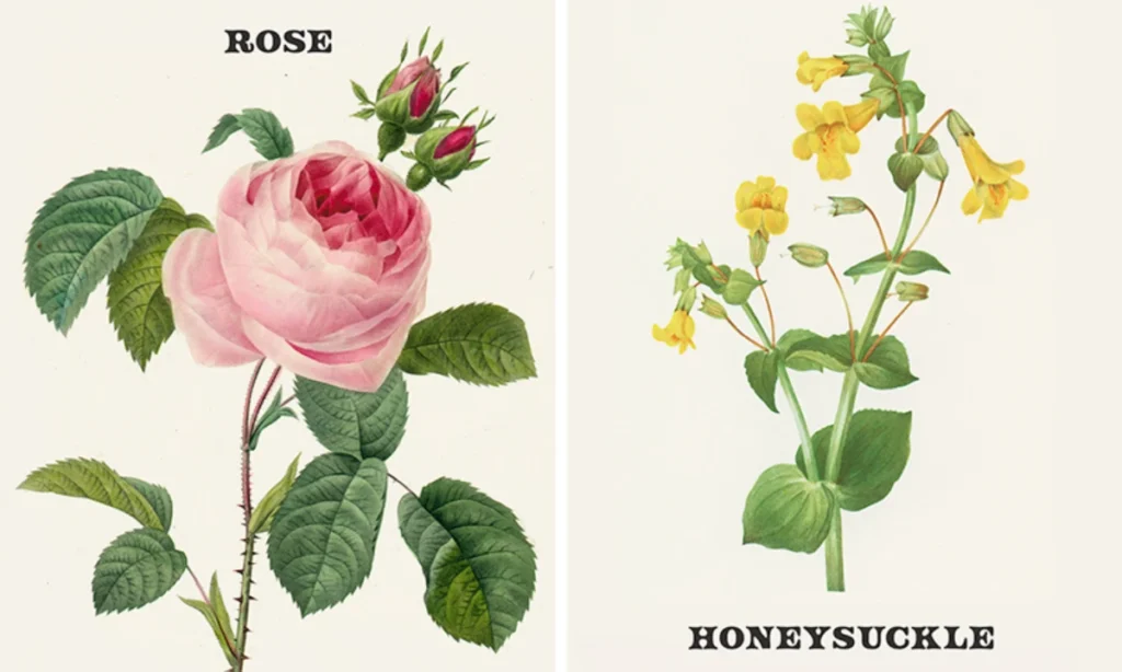 june-birth-flowers-rose-and-honeysuckle