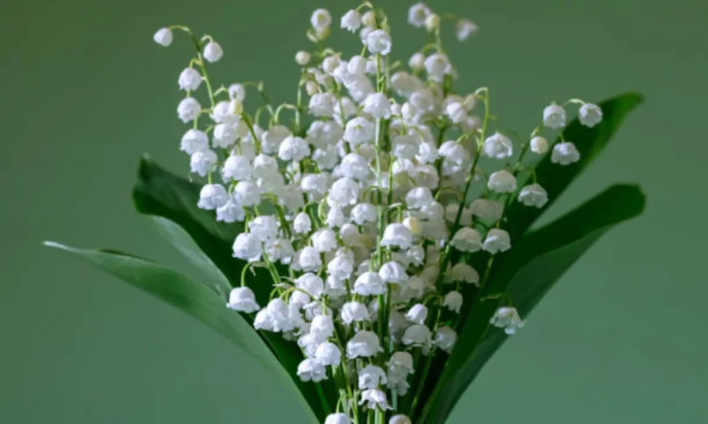 lily-of-the-valley-mays-delicate-bloom