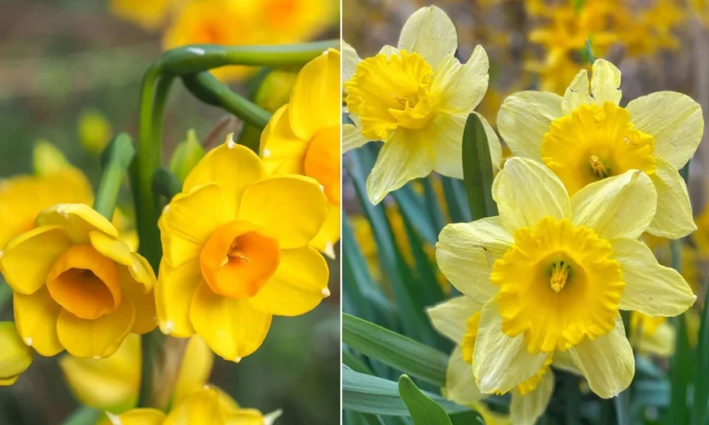 march-birth-month-flowers-daffodil-and-jonquil