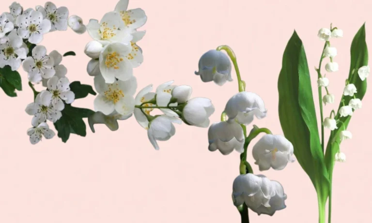 may-birth-flower-meaning-symbolism