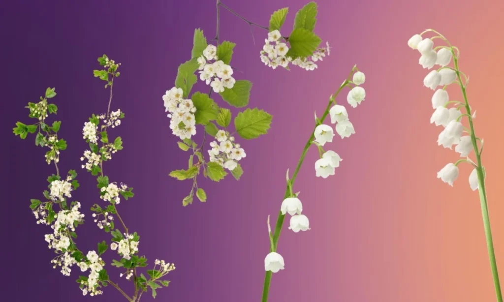 may-birth-flowers-lily-of-the-valley-and-hawthorn
