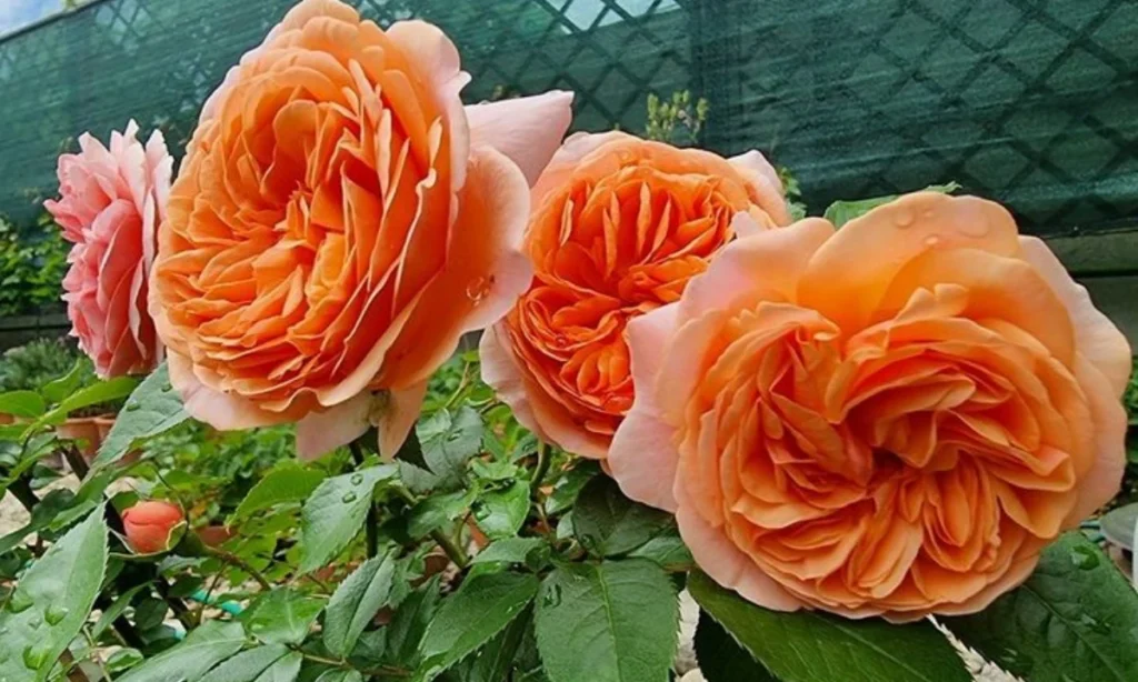 meaning-of-orange-roses-in-a-relationship