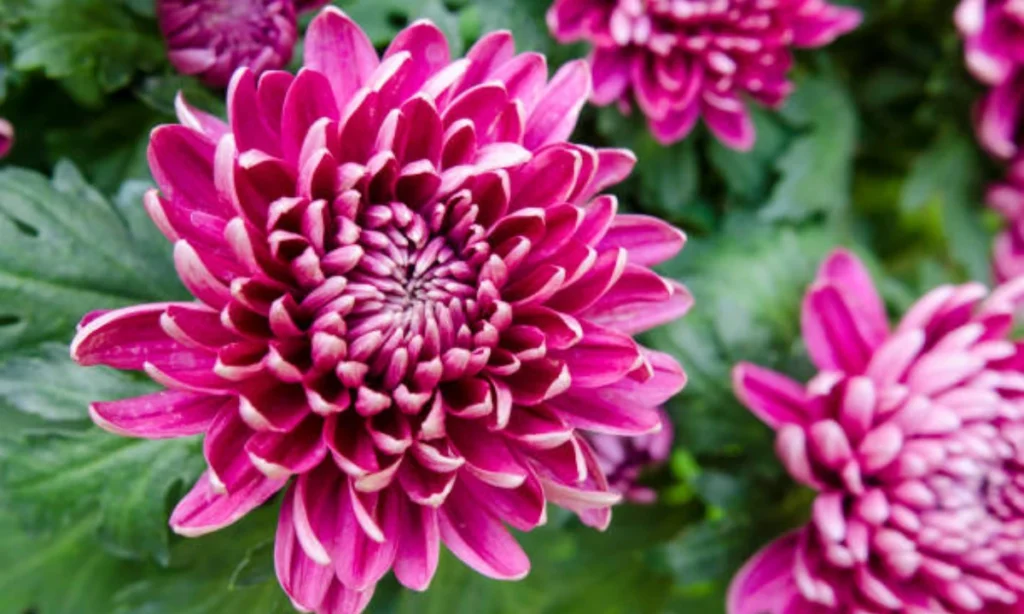 november-birth-flower-chrysanthemum