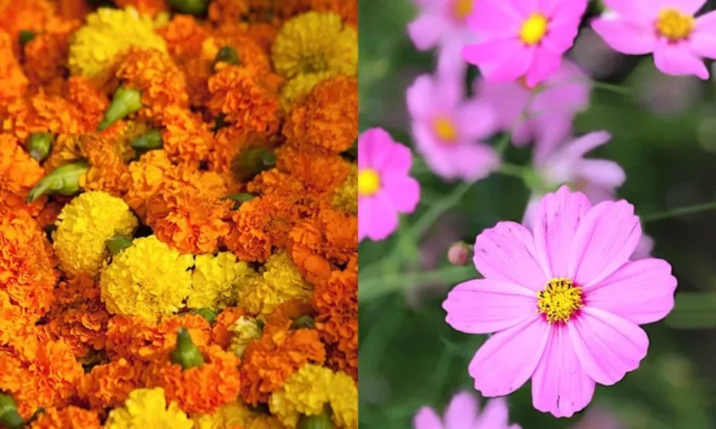 october-birth-flowers-marigold-and-cosmos