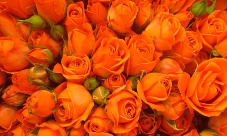 orange-roses-meaning