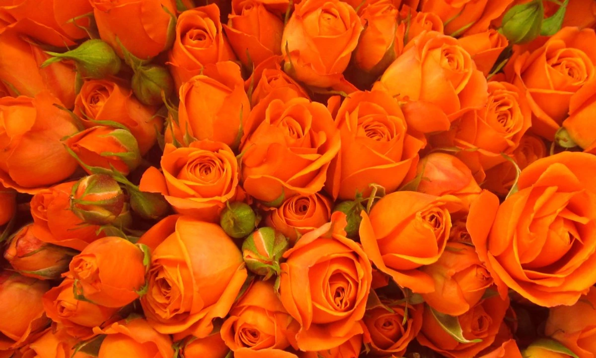 orange-roses-meaning