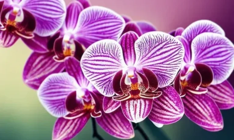 orchid-flower-meaning