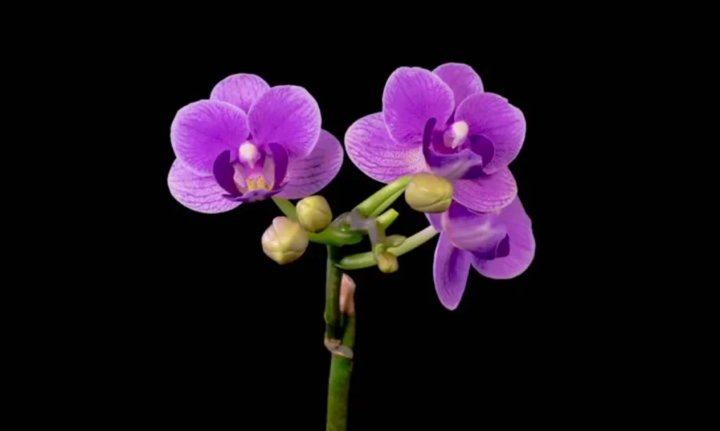 purple-orchids-royalty-and-respect