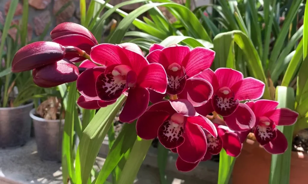 red-orchids-romance-and-courage