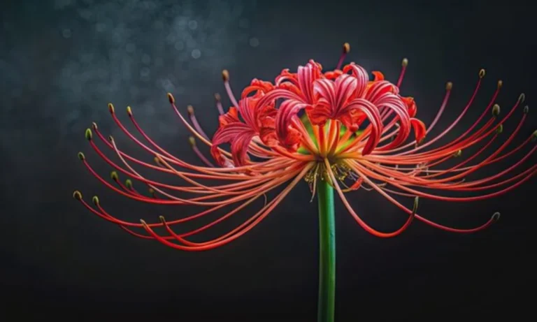 red-spider-lily-symbolism