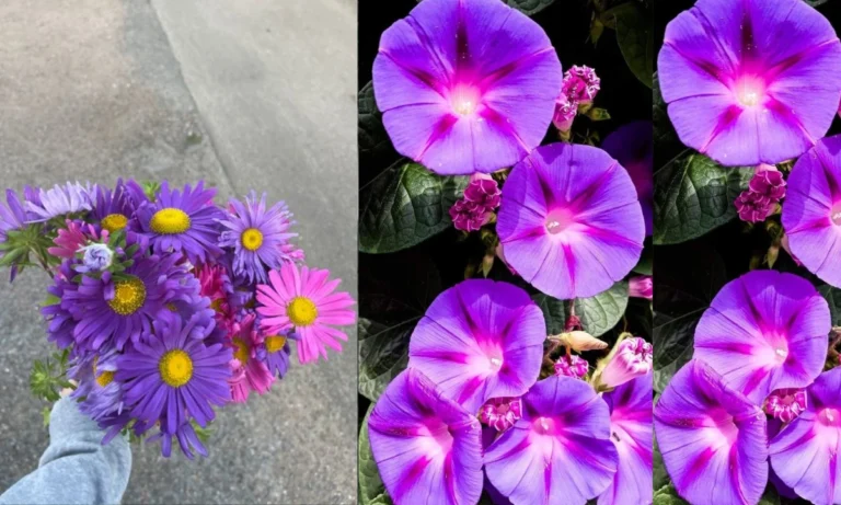 september-birth-flower