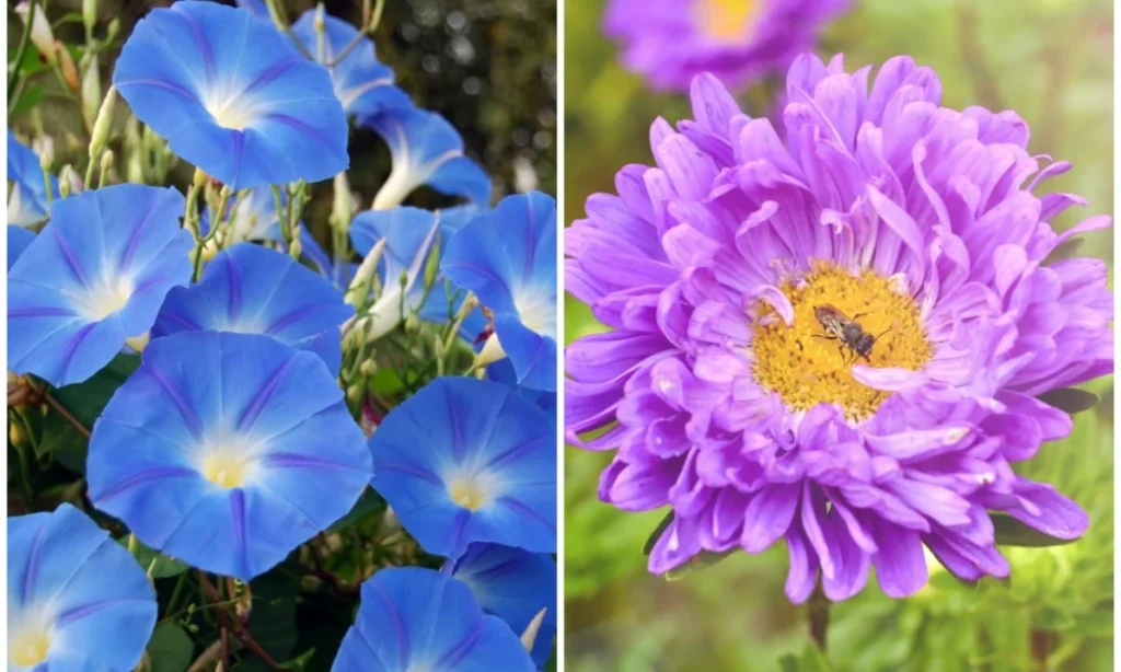 september-birth-flowers-aster-and-morning-glory