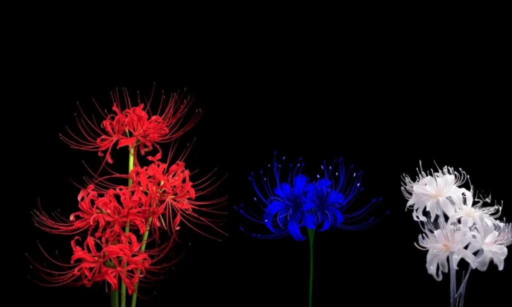 spider-lily-colors-red-vs-blue-vs-white
