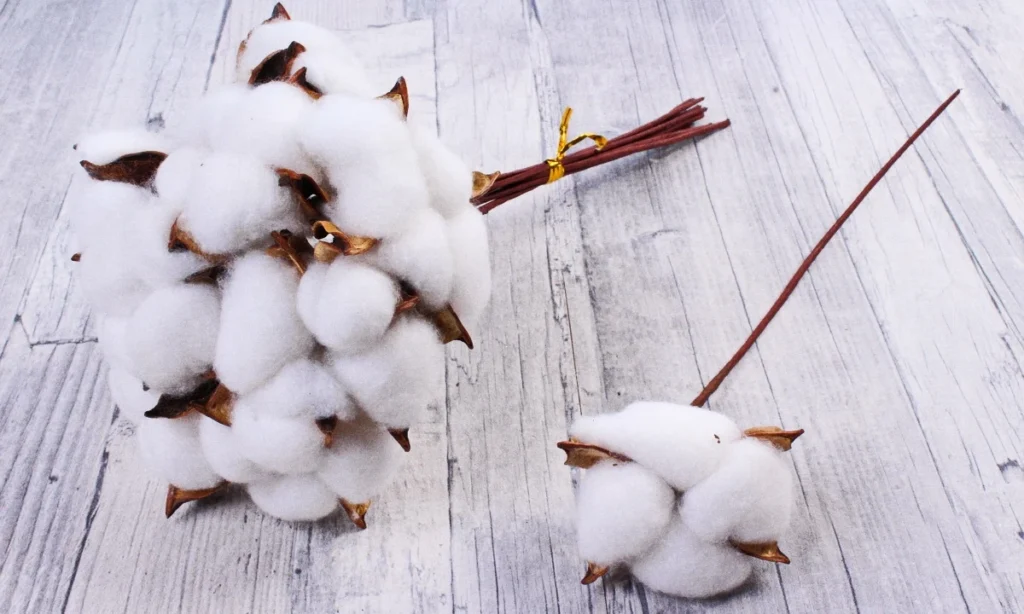 spiritual-meaning-of-cotton