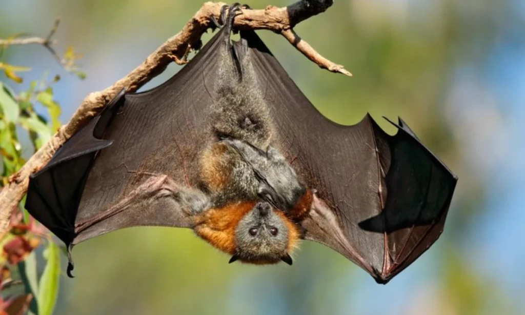 spiritual-meaning-of-seeing-a-bat-during-the-day