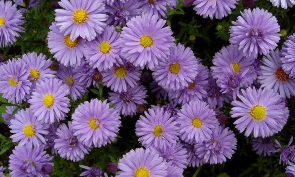 the-aster-septembers-star-shaped-flower