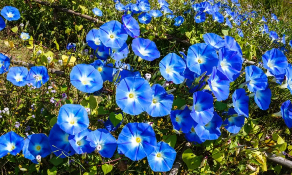 the-morning-glory-septembers-second-birth-flower