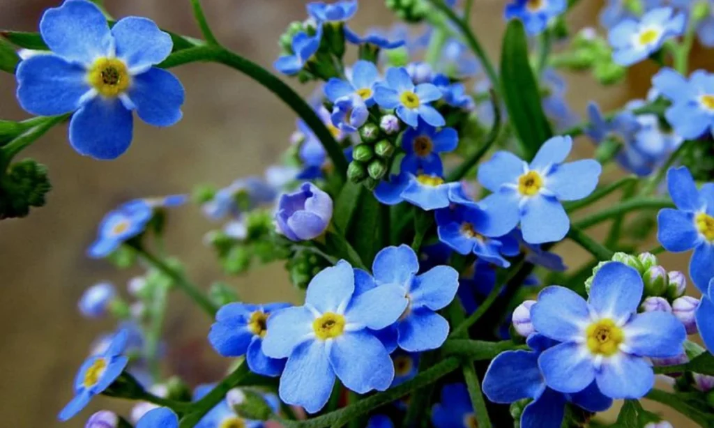 what-are-forget-me-not-flowers