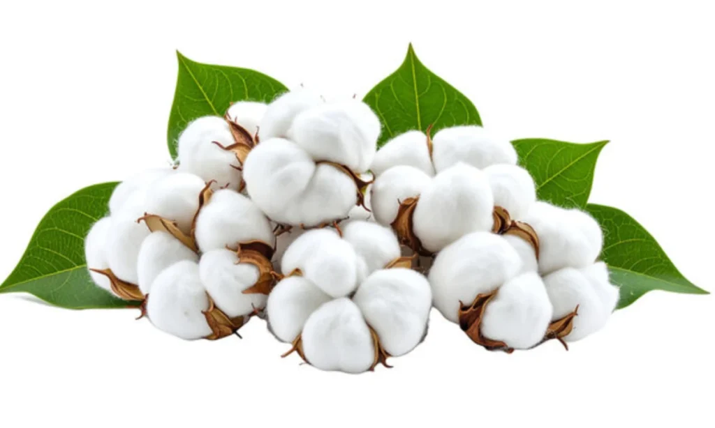 what-does-the-cotton-symbolize