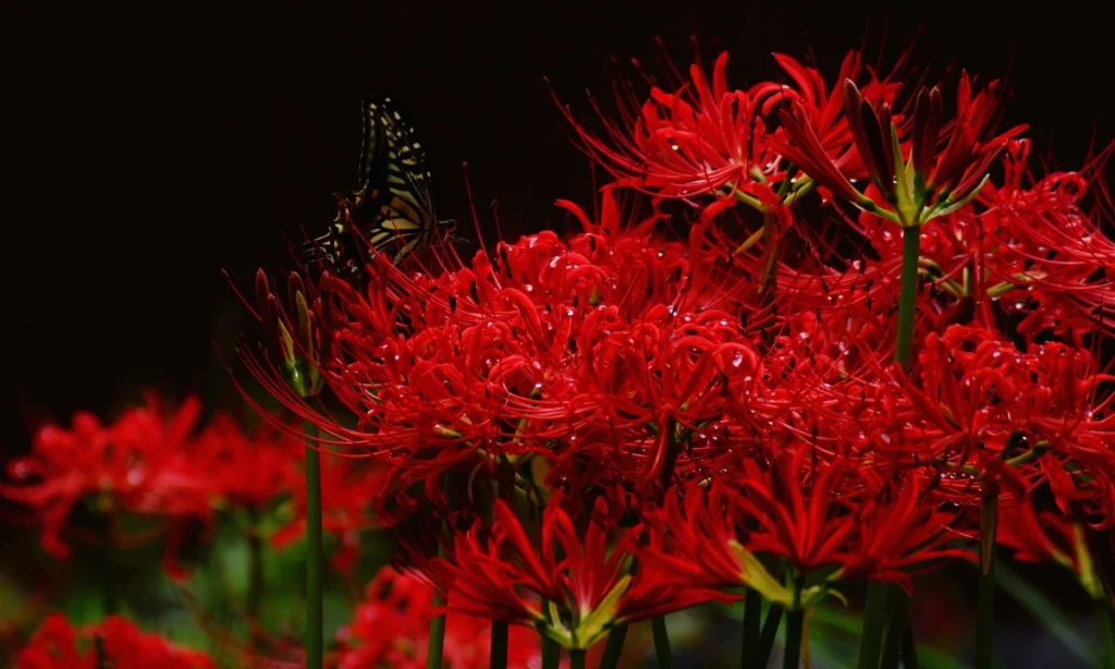 what-does-the-red-spider-lily-symbolize