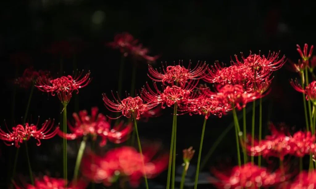 what-is-a-spider-lily