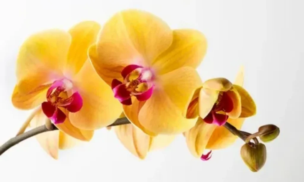yellow-orchids-friendship-and-new-beginnings